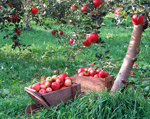 Обильный урожай яблок