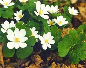 Сангвинария