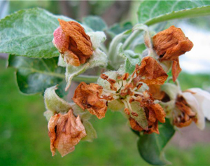 Цветки яблони поражённые долгоносиком-цветоедом