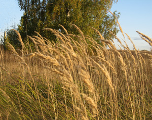 Естественные условия для произрастания растений