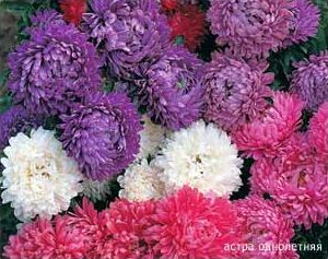 Астра однолетняя