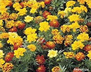 Бархатцы, тагетес