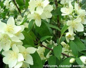 Чубушник, садовый жасмин