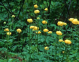 Купальница